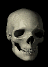 skull